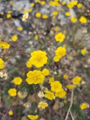 Potentilla sericea