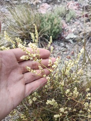 Persicaria angustifolia