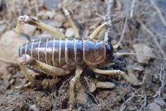 Deinacrida connectens