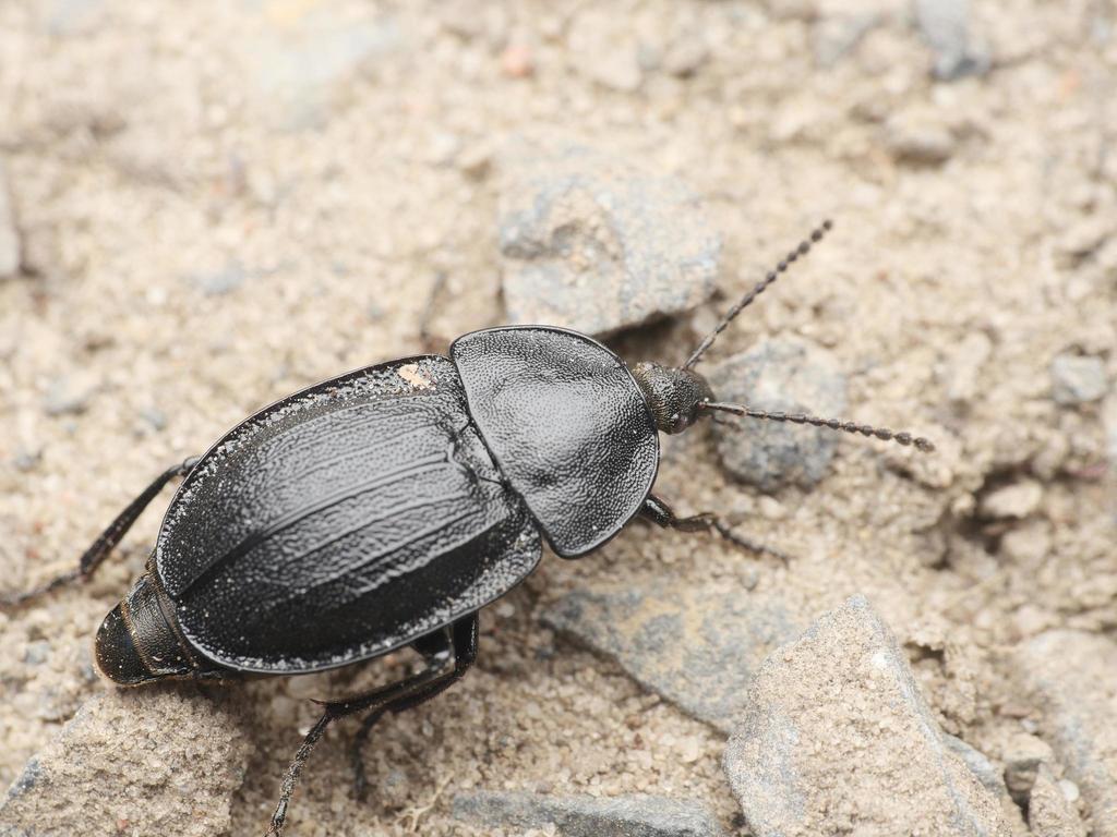 Criocère du lis (Phosphuga atrata)