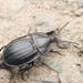 Black Snail Beetle - Photo (c) Alexis, some rights reserved (CC BY), uploaded by Alexis