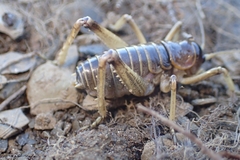 Deinacrida connectens