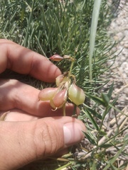 Astragalus chorinensis