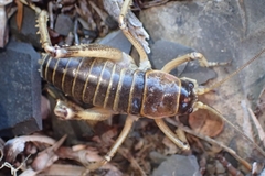 Deinacrida connectens