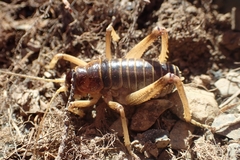 Deinacrida connectens