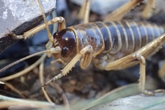 Deinacrida connectens