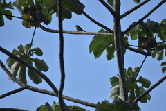 Tolmomyias sulphurescens