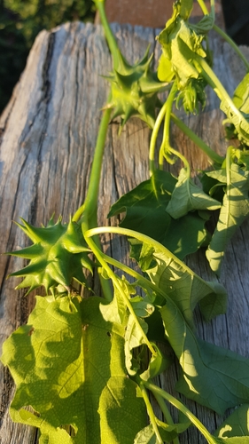 Datura ferox iNat (3)