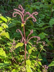 Urtica membranacea