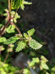 Urtica membranacea
