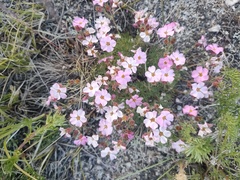 Chamaerhodos grandiflora