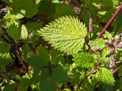 Urtica membranacea