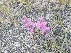 Astragalus versicolor