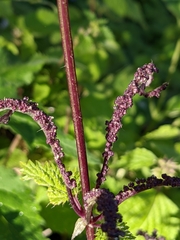 Urtica membranacea
