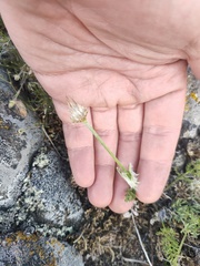 Pulsatilla tenuiloba