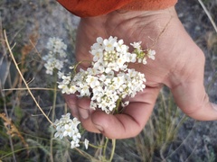 Smelowskia alba