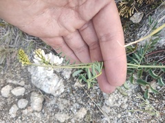 Astragalus versicolor
