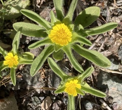 Asteriscus aquaticus