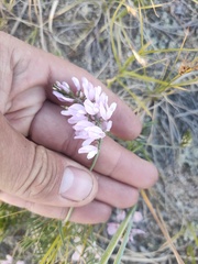 Astragalus versicolor