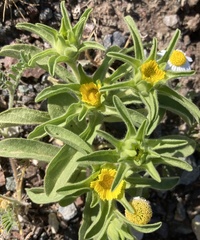 Asteriscus aquaticus