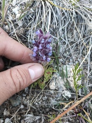 Dracocephalum pinnatum