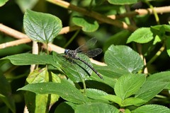 Austroaeschna sigma