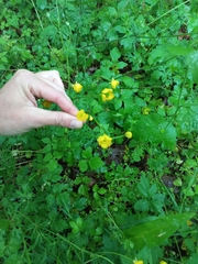 Ranunculus
