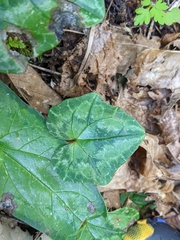 Cyclamen hederifolium