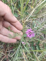 Astragalus versicolor