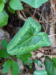 Cyclamen hederifolium