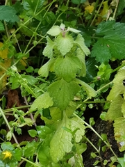 Lamium purpureum