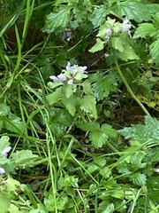 Lamium purpureum