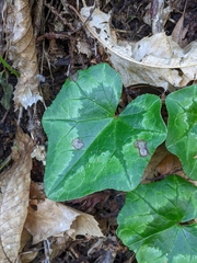 Cyclamen hederifolium