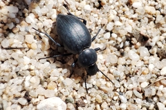 Tentyria mucronata