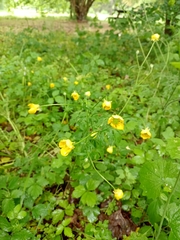 Ranunculus