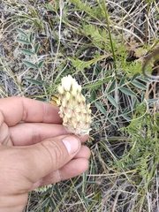 Astragalus lupulinus