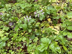 Lamium purpureum