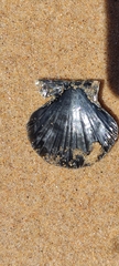 Pecten