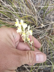 Linaria buriatica