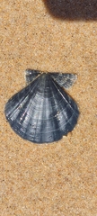Pecten