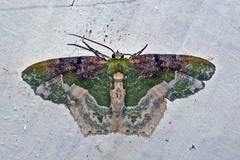 Eucyclodes semialba