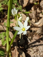 Allium pendulinum