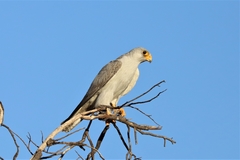 Falco hypoleucos