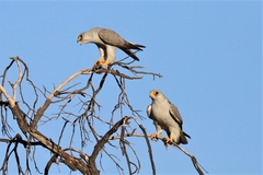 Falco hypoleucos