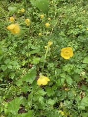 Ranunculus bulbosus