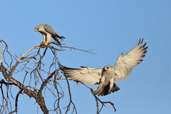 Falco hypoleucos