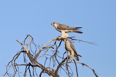 Falco hypoleucos