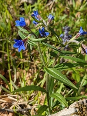 Aegonychon purpurocaeruleum