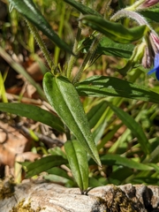 Aegonychon purpurocaeruleum