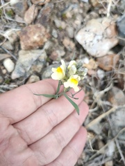 Linaria buriatica